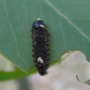 Paropsini sp. (tribe) at Lions Youth Haven - Westwood Farm A.C.T. - 8 Mar 2024 07:09 PM