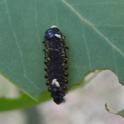 Paropsini sp. (tribe) (Unidentified paropsine leaf beetle) at Lions Youth Haven - Westwood Farm - 8 Mar 2024 by HelenCross