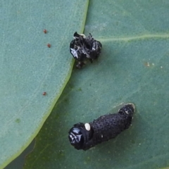 Paropsini sp. (tribe) at Lions Youth Haven - Westwood Farm A.C.T. - 8 Mar 2024 07:09 PM