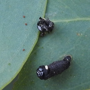 Paropsini sp. (tribe) at Lions Youth Haven - Westwood Farm A.C.T. - 8 Mar 2024 07:09 PM