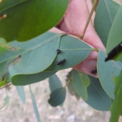 Paropsini sp. (tribe) at Lions Youth Haven - Westwood Farm A.C.T. - 8 Mar 2024 07:09 PM