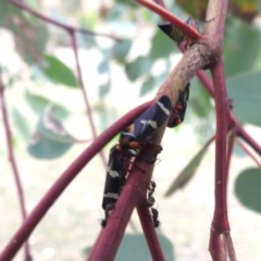 Eurymeloides pulchra (Gumtree hopper) at Lions Youth Haven - Westwood Farm - 8 Mar 2024 by HelenCross