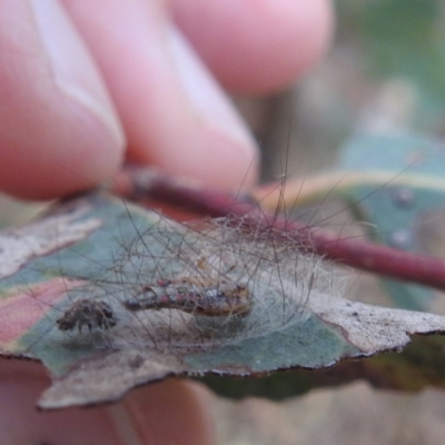 Anestia (genus) (A tiger moth) at Lions Youth Haven - Westwood Farm - 8 Mar 2024 by HelenCross