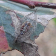 Anestia (genus) at Lions Youth Haven - Westwood Farm A.C.T. - 8 Mar 2024 07:11 PM