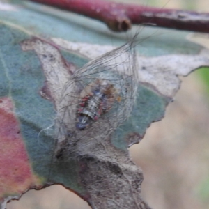 Anestia (genus) at Lions Youth Haven - Westwood Farm A.C.T. - 8 Mar 2024 07:11 PM