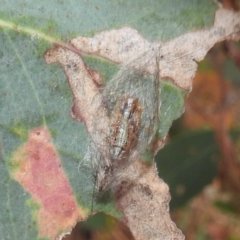 Anestia (genus) at Lions Youth Haven - Westwood Farm A.C.T. - 8 Mar 2024 07:11 PM