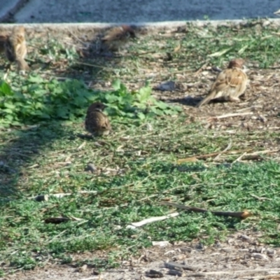 Passer montanus (Eurasian Tree Sparrow) at Fawkner, VIC - 1 Mar 2007 by WendyEM