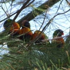 Trichoglossus moluccanus (Rainbow Lorikeet) at Fawkner, VIC - 1 Mar 2007 by WendyEM