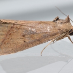 Lophotoma metabula (A Erebid moth) at QPRC LGA - 8 Mar 2024 by DianneClarke