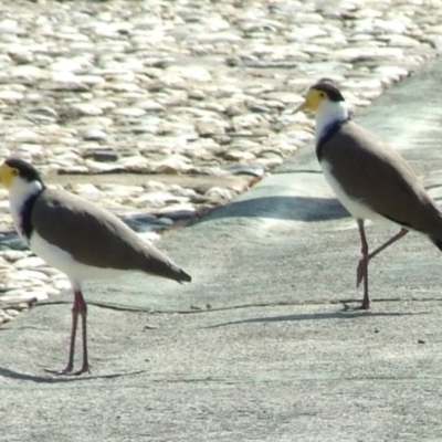 Vanellus miles (Masked Lapwing) at Fawkner, VIC - 1 Mar 2007 by WendyEM