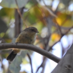 Acanthiza reguloides (Buff-rumped Thornbill) at Kambah, ACT - 8 Mar 2024 by HelenCross