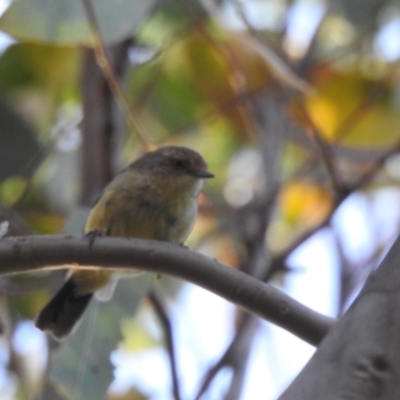 Acanthiza reguloides (Buff-rumped Thornbill) at Kambah, ACT - 8 Mar 2024 by HelenCross