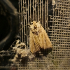 Leucania uda (A Noctuid moth) at QPRC LGA - 8 Mar 2024 by Csteele4