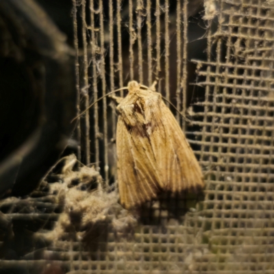 Leucania uda (A Noctuid moth) at Captains Flat, NSW - 8 Mar 2024 by Csteele4