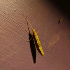 Trichoptera sp. (order) at Captains Flat, NSW - 8 Mar 2024 by Csteele4