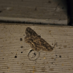 Ectropis fractaria (Ringed Bark Moth) at Captains Flat, NSW - 8 Mar 2024 by Csteele4