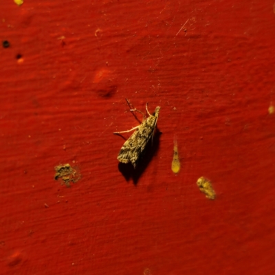 Scoparia (genus) (Unidentified Scoparia moths) at Captains Flat, NSW - 8 Mar 2024 by Csteele4