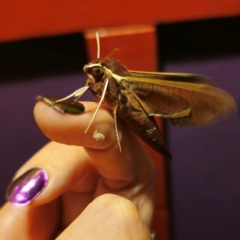 Hippotion scrofa (Coprosma Hawk Moth) at Captains Flat, NSW - 8 Mar 2024 by Csteele4