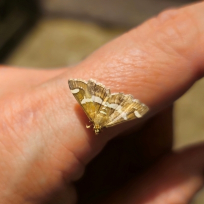 Spoladea recurvalis (Beet Webworm) at QPRC LGA - 8 Mar 2024 by Csteele4