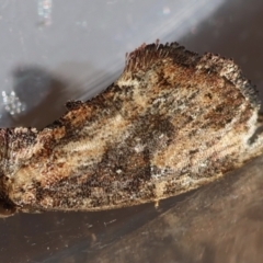 Elusa semipecten (Variable Armyworm) at Broulee Moruya Nature Observation Area - 7 Mar 2024 by LisaH