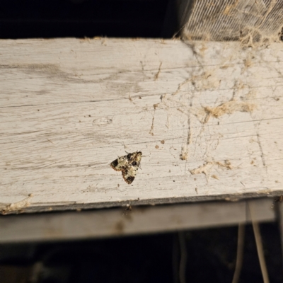 Orthaga thyrisalis (Teatree Web Moth) at QPRC LGA - 8 Mar 2024 by Csteele4