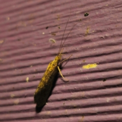 Unidentified Caddisfly (Trichoptera) at QPRC LGA - 8 Mar 2024 by Csteele4