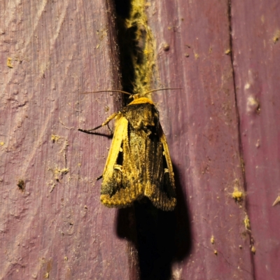 Proteuxoa tortisigna (Streaked Rictonis Moth) at Captains Flat, NSW - 8 Mar 2024 by Csteele4