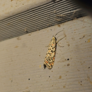 Utetheisa pulchelloides at QPRC LGA - 9 Mar 2024