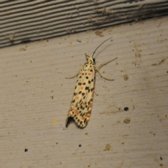 Utetheisa pulchelloides at QPRC LGA - 9 Mar 2024