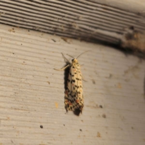 Utetheisa pulchelloides at QPRC LGA - 9 Mar 2024