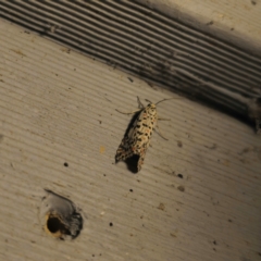 Utetheisa pulchelloides at QPRC LGA - 9 Mar 2024