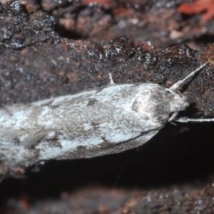 Philobota stella at Fisher, ACT - 7 Mar 2024 07:10 PM