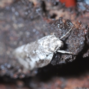 Philobota stella at Fisher, ACT - 7 Mar 2024 07:10 PM