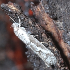 Philobota stella at Fisher, ACT - 7 Mar 2024 07:10 PM