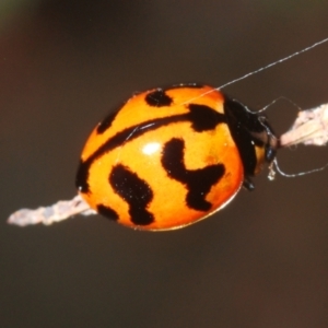 Coccinella transversalis at Lower Cotter Catchment - 8 Mar 2024 06:45 PM