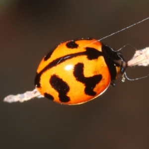Coccinella transversalis at Lower Cotter Catchment - 8 Mar 2024