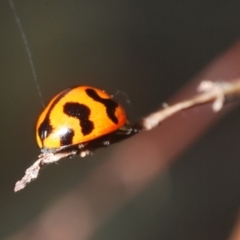 Coccinella transversalis at Lower Cotter Catchment - 8 Mar 2024 06:45 PM