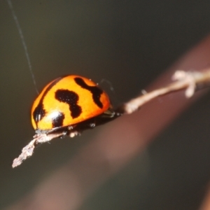 Coccinella transversalis at Lower Cotter Catchment - 8 Mar 2024