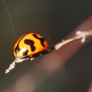 Coccinella transversalis at Lower Cotter Catchment - 8 Mar 2024 06:45 PM