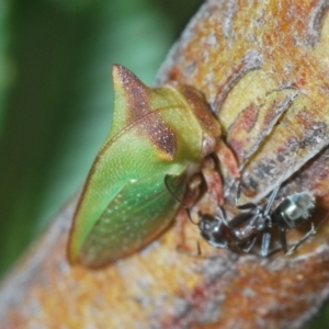 Sextius virescens at Lower Cotter Catchment - 7 Mar 2024