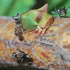 Sextius virescens at Lower Cotter Catchment - 7 Mar 2024