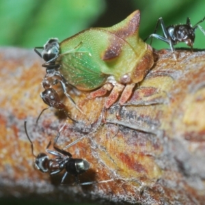 Sextius virescens at Lower Cotter Catchment - 7 Mar 2024