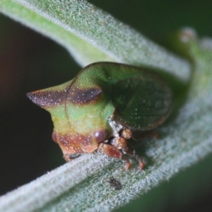 Sextius virescens at Lower Cotter Catchment - 7 Mar 2024