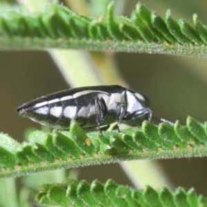 Agrilus hypoleucus at Fisher, ACT - 7 Mar 2024 06:46 PM