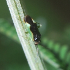 Miridae (family) (Unidentified plant bug) at Fisher, ACT - 7 Mar 2024 by Harrisi