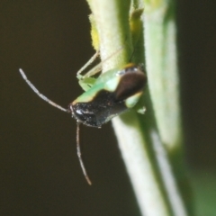 Miridae (family) at Fisher, ACT - 7 Mar 2024