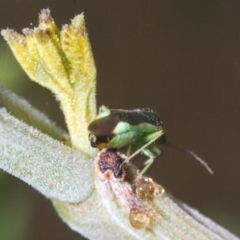 Miridae (family) at Fisher, ACT - 7 Mar 2024