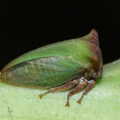 Sextius virescens (Acacia horned treehopper) at Capalaba, QLD - 1 Mar 2024 by TimL