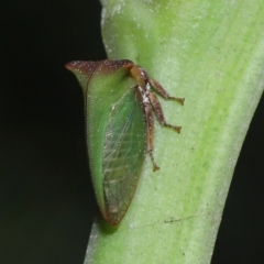 Sextius virescens at Capalaba, QLD - 1 Mar 2024