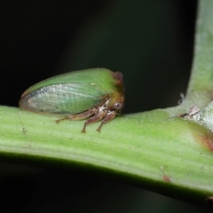 Sextius virescens at Capalaba, QLD - 1 Mar 2024 10:01 AM